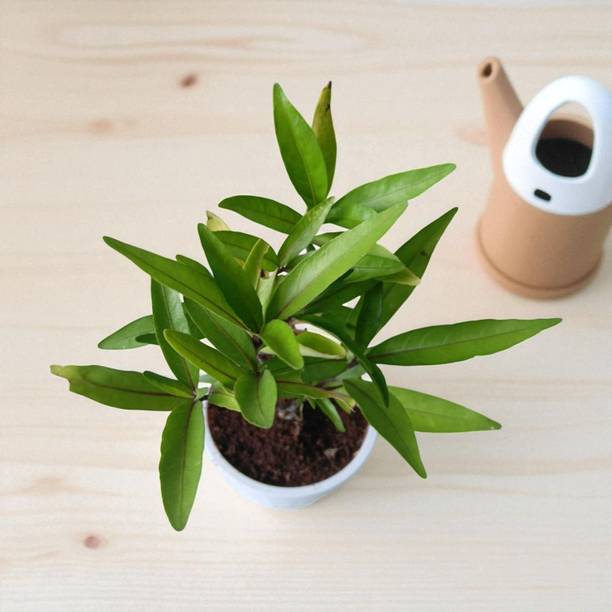 Anaya Podha Lucky Bean Tree Plant