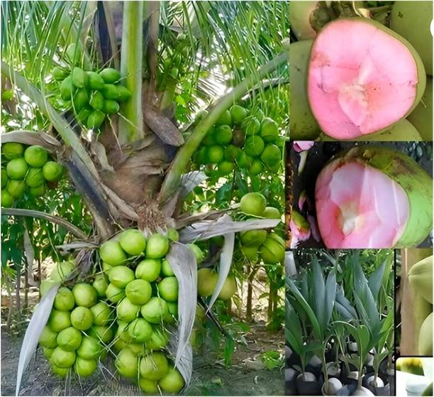 Green view Coconut Plant