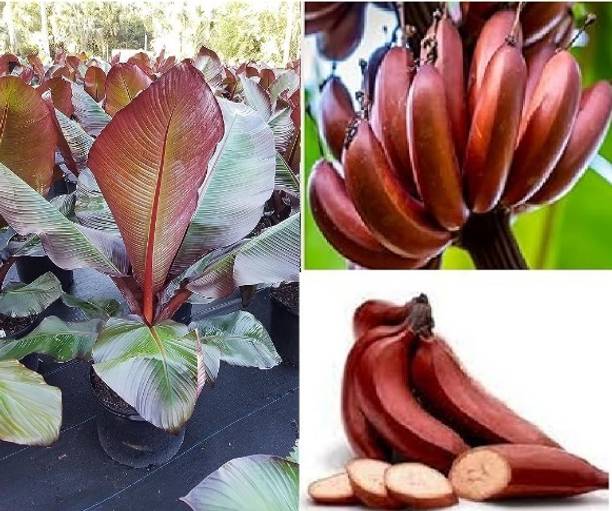 Green view Banana Plant