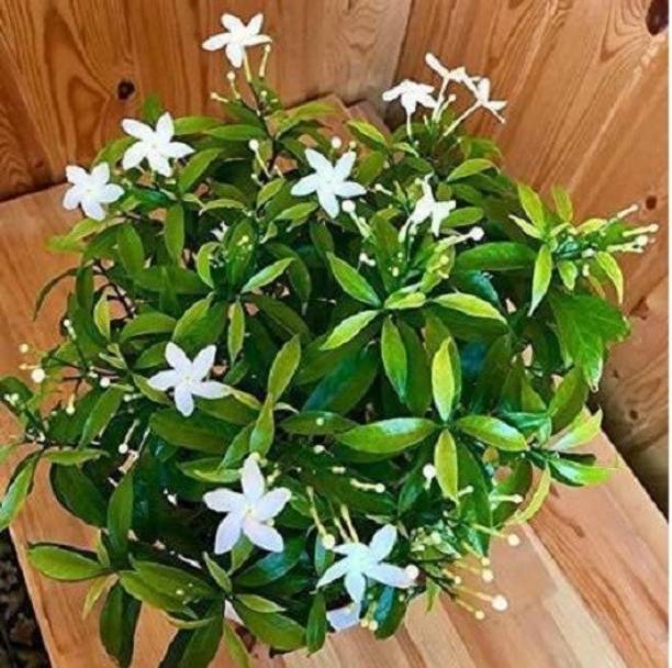 Bristy Store Jasmine Plant