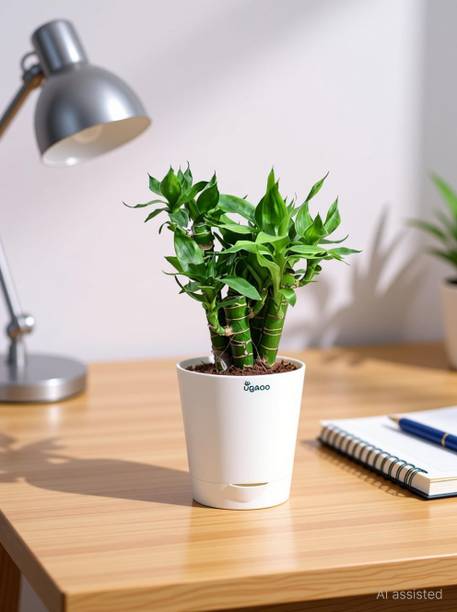 UGAOO Lucky Bamboo Straight Stick