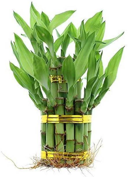 PETALFLEUR Two Layer Bamboo Plant
