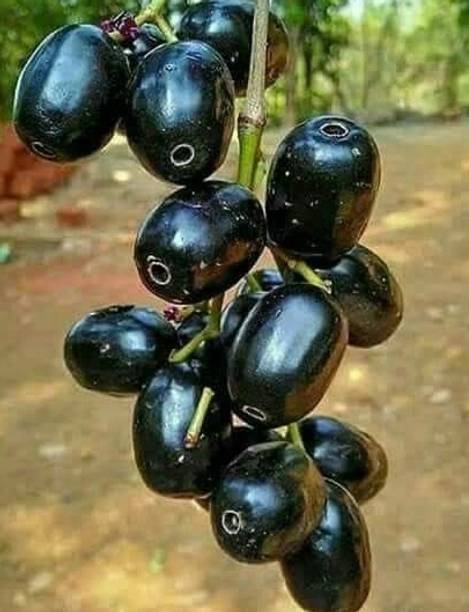 Anvit Enterprise Black Dammar Plant