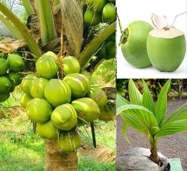 Thai Verity Coconut Plant