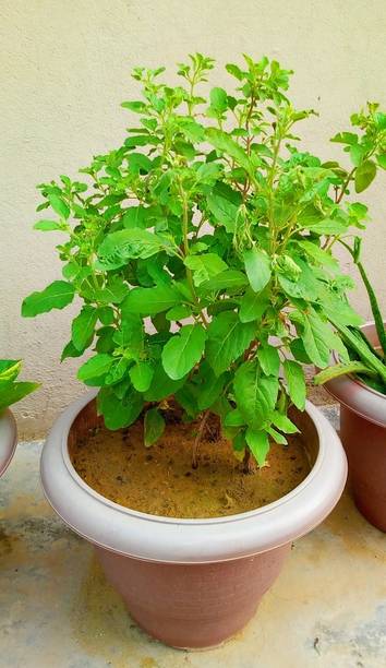 Mozette Organic tulsi herb Seed