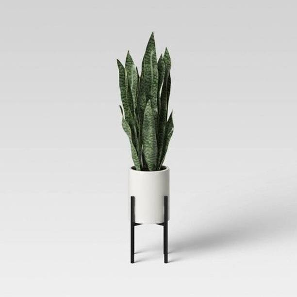 Wrenna Snake Plant