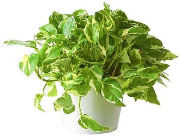 BREEZY BLOOMS Money Plant