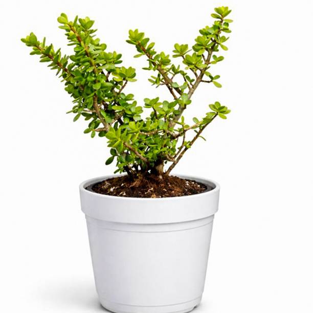 Plantfornia Jade Plant