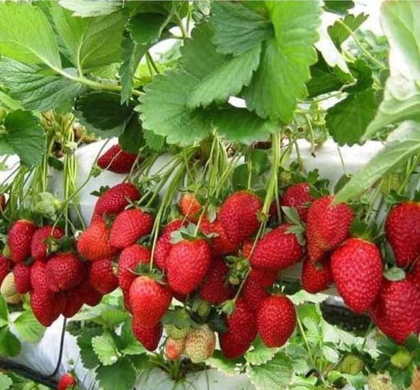 EDEN OF EARTH Strawberry Plant
