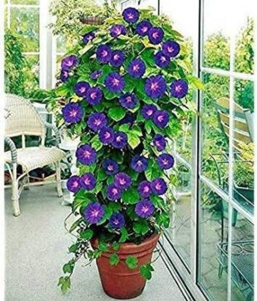 HALDER Aparajita/ Butterfly Pea Plant