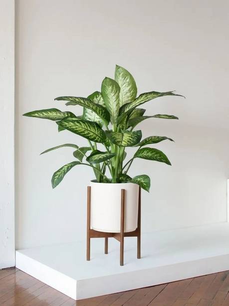 Dieffenbachia seguine Dieffenbachia Plant