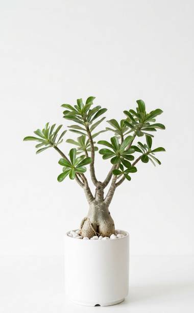URBAN TREE GREENS Adenium Plant
