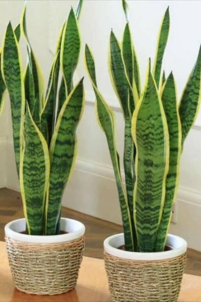 SAIQUALES Snake Plant
