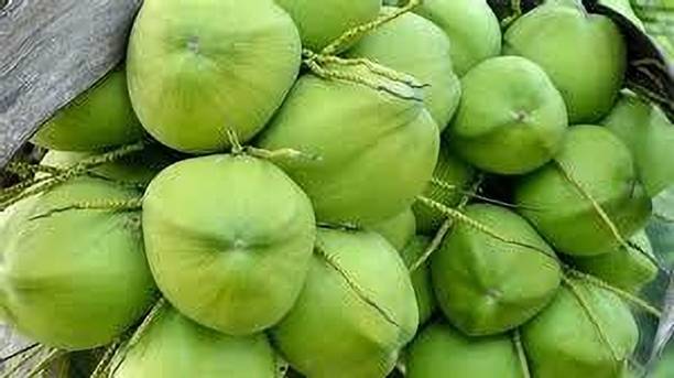 KUMUBON Coconut Plant