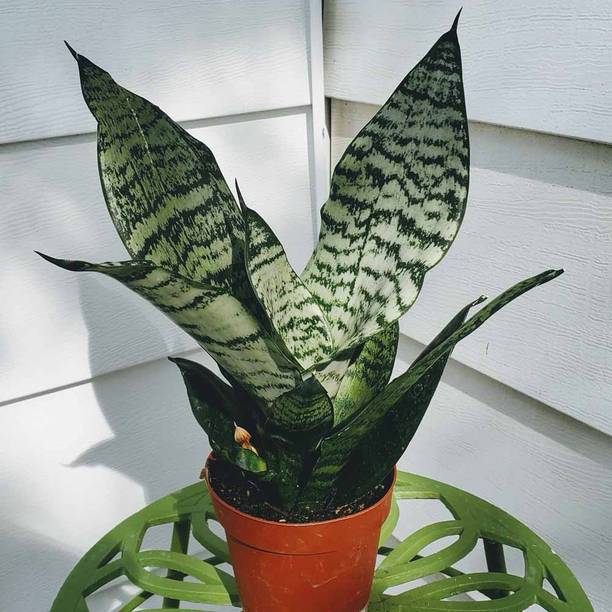 Global Mart Plant Snake Plant