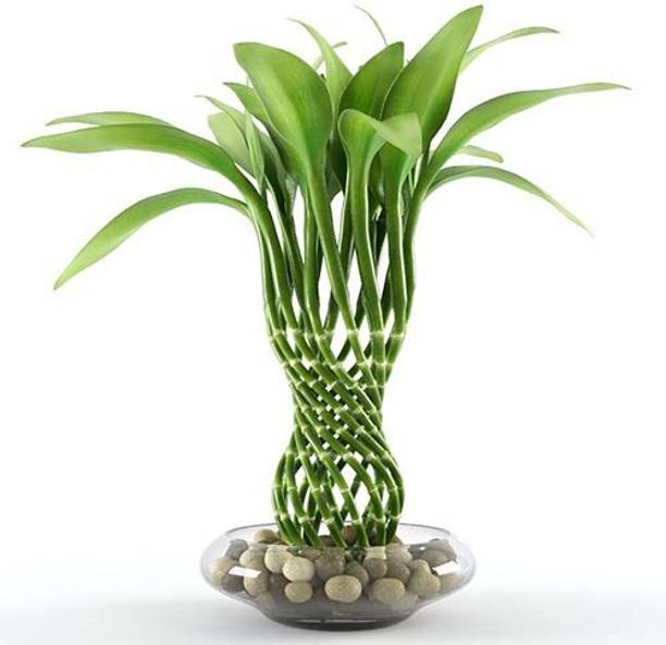 JASMINE Jasmine Plant