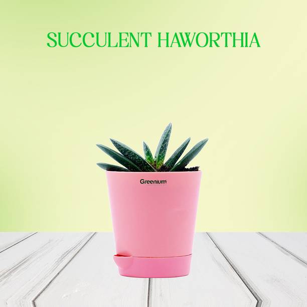 Greenium Succulents Plant