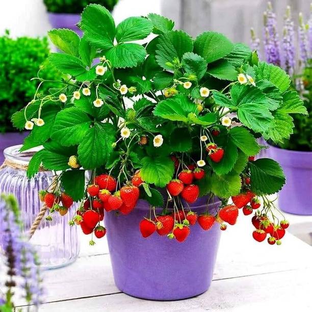 FELCHARIES Strawberry Plant