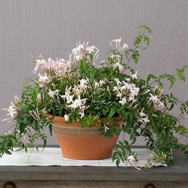 Cloud Farm Jasmine Plant