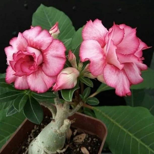 SHREYAGREEN Adenium Plant