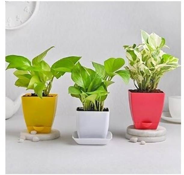 Treeicks Money Plant