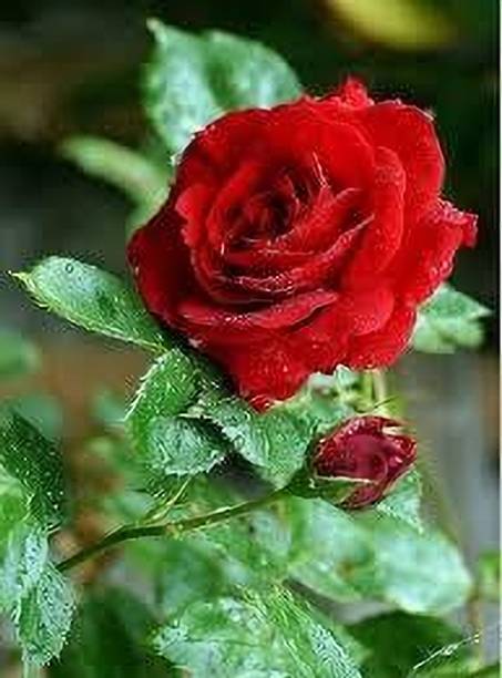 rkfloers Rose Plant