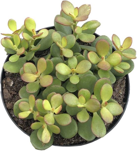 SinaliTraders Jade Plant