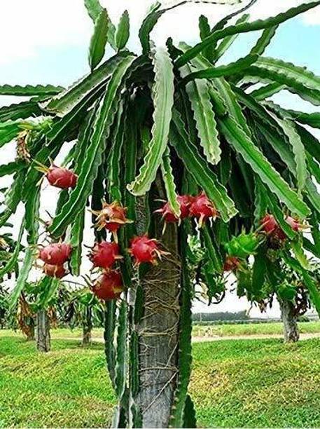 Cloud Farm Dragon Tree