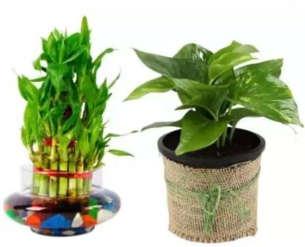 Gabbro Money Plant, Two Layer Bamboo Plant