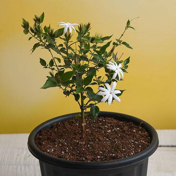 Rozaliya Jasmine Plant