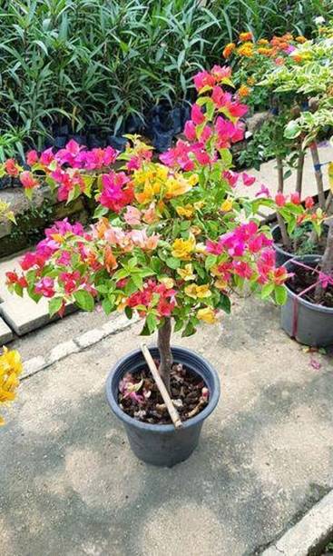Cloud Farm Baugainvillea Plant