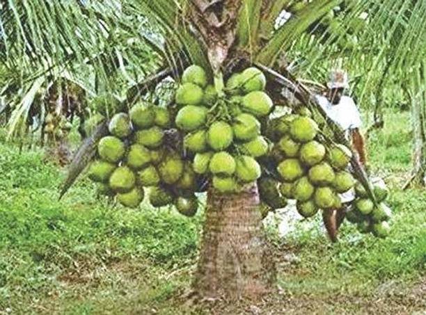 saraswati traders Coconut Plant