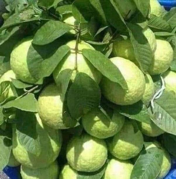 Wrenna Guava Plant