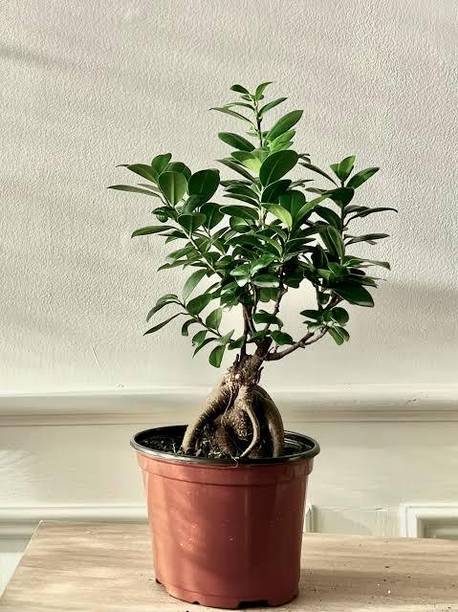 KAKALINURSERY Ficus Bonsai