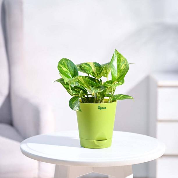 UGAOO Variegated Money Plant