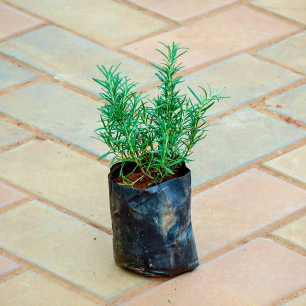 Aestheticplant Rosemary Herb Plant