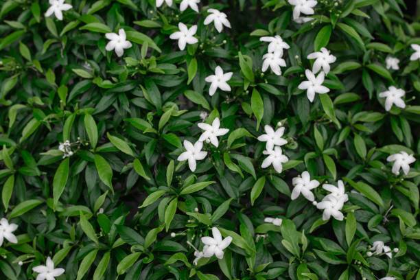 AloGardening Jasmine Plant