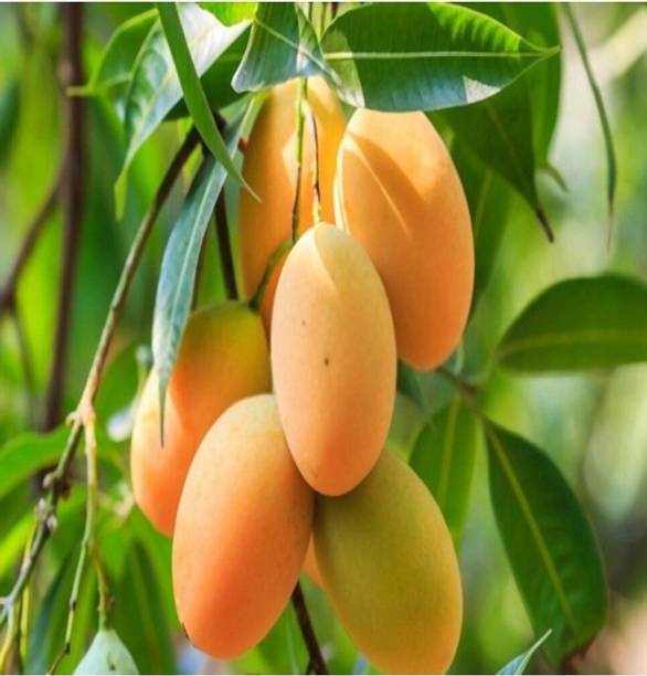 Krishna all time mango plant Mango Plant