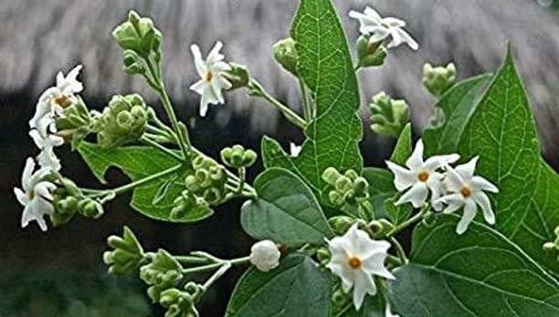 Rozaliya Parijat/Harsingar Plant