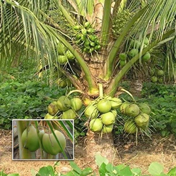 Thai Verity Coconut Plant