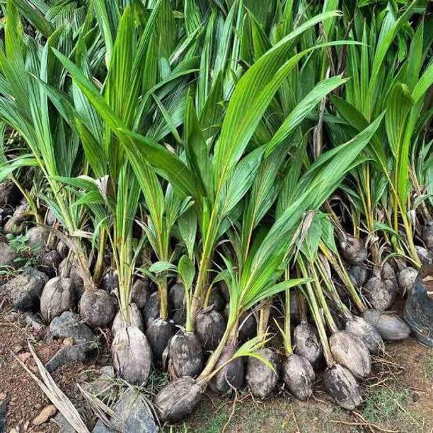 MATARANURSERY Coconut Plant