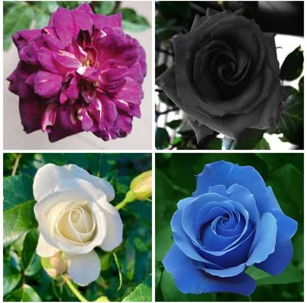 GreenyOn Rose Plant