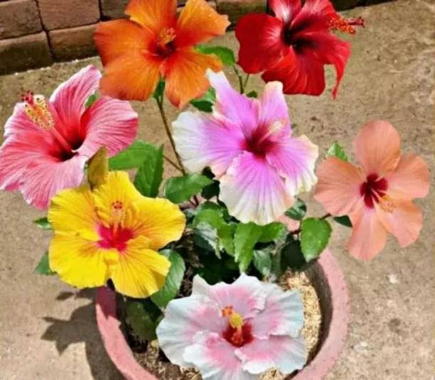 YourPlant Hibiscus Plant