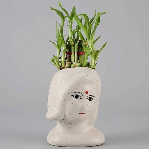 BloomShadow Lucky Bamboo Plant