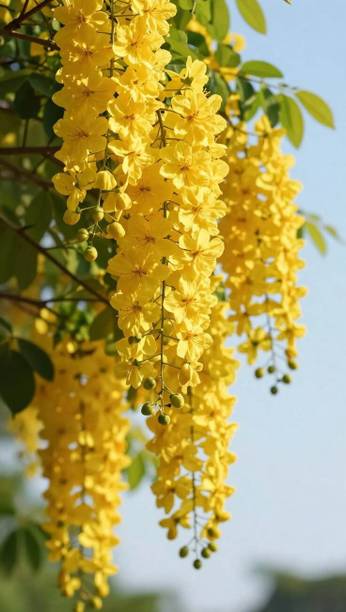 MiracleGarden Thryallis Golden Shower Plant