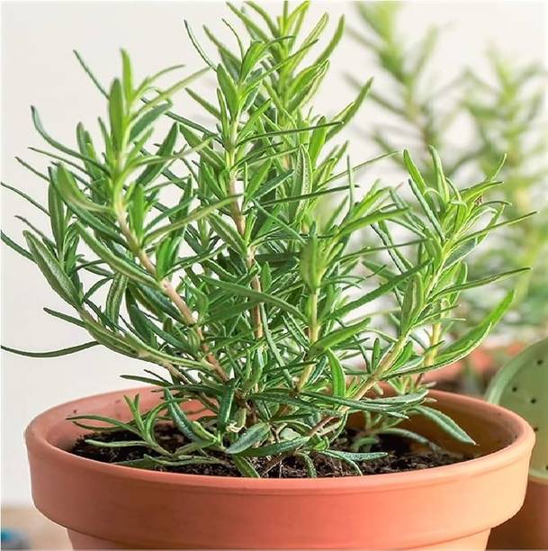 Natural World rosemary Seed
