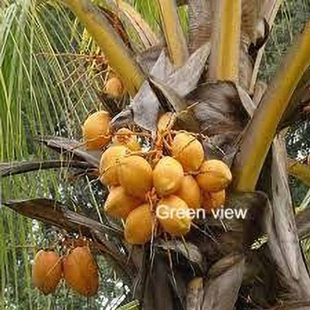 Green view Coconut Plant
