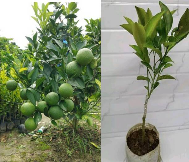 Thi Grafted Sweet Malta Sweet Lemon Plant