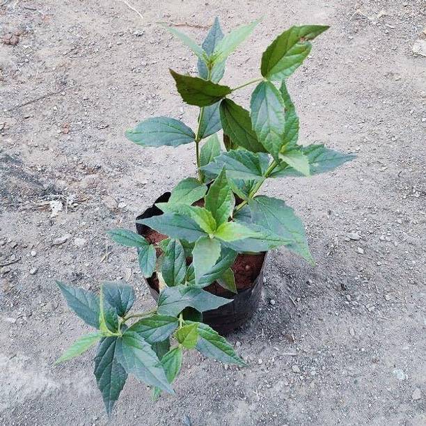 SHREYAGREEN Parijat/Harsingar Plant