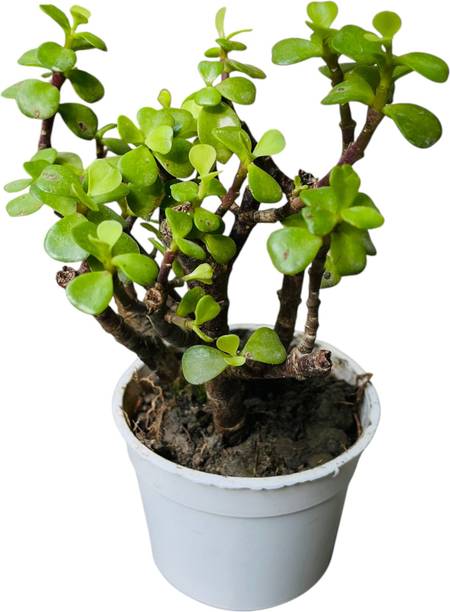NATURE ECOSPROUT Jade Plant